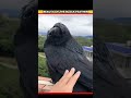 Meet the Smartest Bird”😱#SmartCrow #GeniusBird #WildlifeFacts #AnimalBehavior