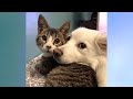 CATS vs DOGS competition; Who is FUNNIER?