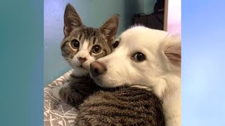 Cats Vs Dogs Competition; Who Is Funnier?