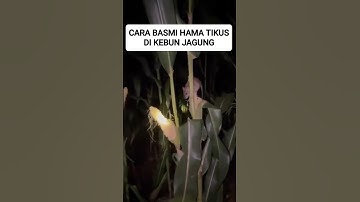cara basmi hama tikus di ladang jagung #shorts