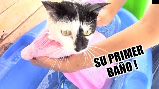 Como Baño a mi GATA por primera vez!  Pandita recibe su primer baño // DivertiCats!