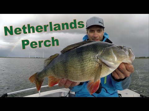 FISHING PERCH on Volkerak (NETHERLANDS)! BARSCH, BAARS, PERCHE.