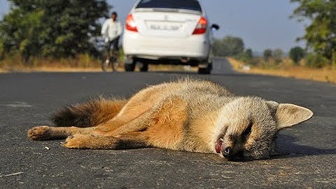 How Linear Infrastructure Affects Wildlife Habitats