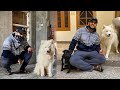 Samoyed Dog in india ! の動画、YouTube動画。