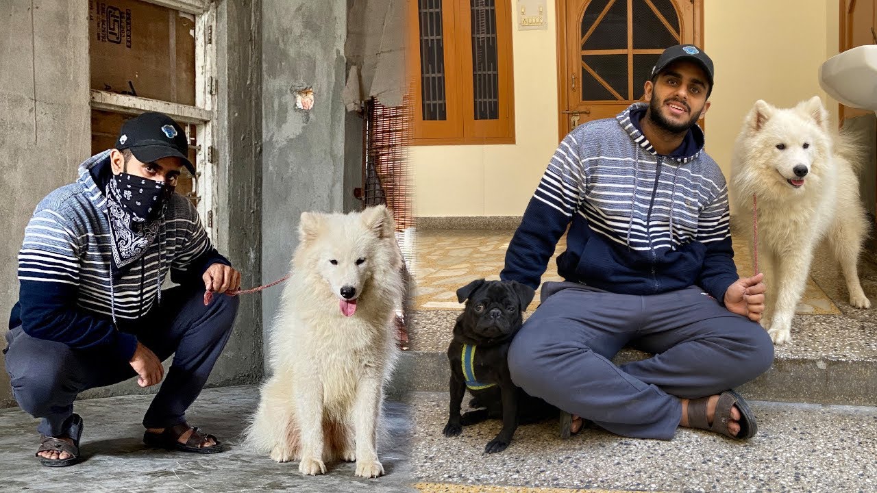 Can A Samoyed Live In India?