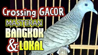 PERKUTUT CROSSING GACOR SUARA MERDU - perkutut BANGKOK dan lokal pasti NYAUT BUNYI dengar ini