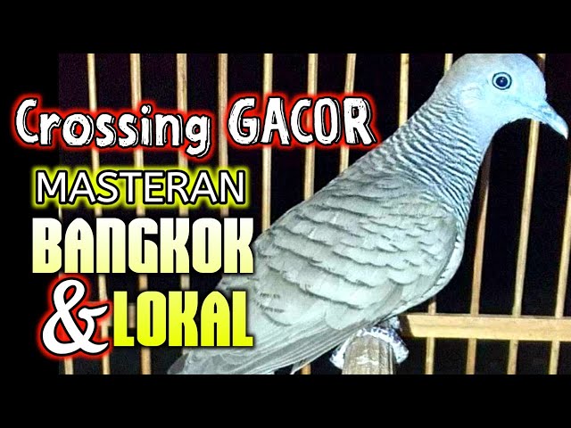 PERKUTUT CROSSING GACOR SUARA MERDU - perkutut BANGKOK dan lokal pasti NYAUT BUNYI dengar ini class=