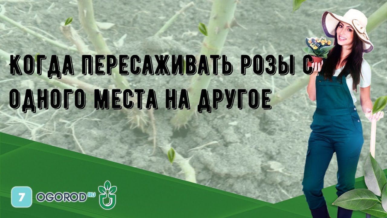 Когда пересаживать калину