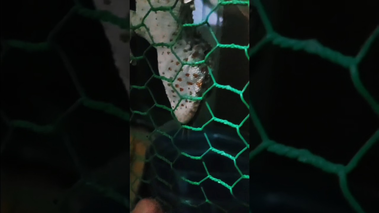 Close-up of feeding crickets to geckos | Cận Cảnh Cho Tắc Kè Ăn Dế