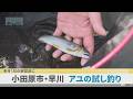 アユ釣り6月1日解禁　小田原・早川でアユの試し釣り