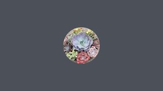 acemegasucculents is live