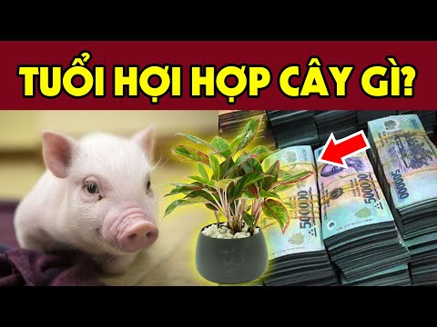 Người Giàu Tuổi Hợi Luôn Âm Thầm Trồng Cây Phong Thủy Này Để Tiền bạc Rủng Rỉnh, Tài Lộc Chật Nhà