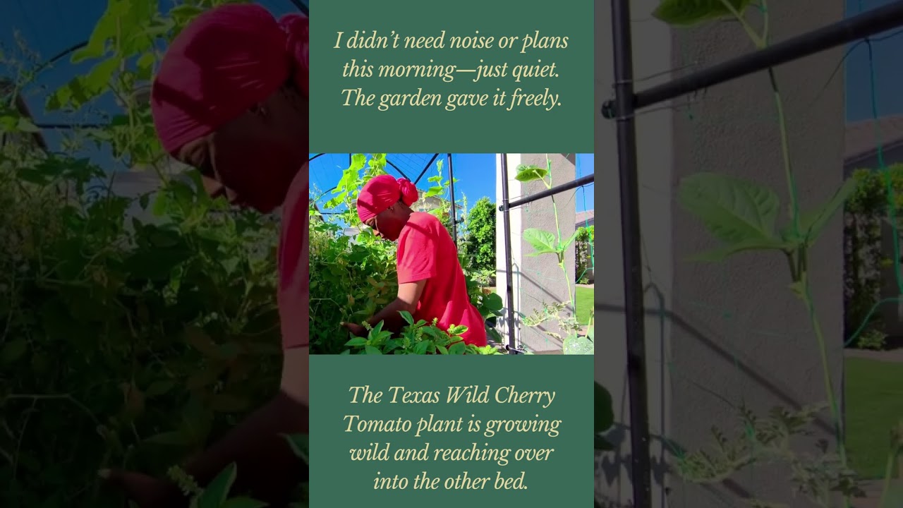 This Was Enough for Today | Pruning, Cucumber Training & Preparing the Summer Garden