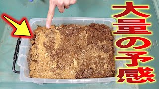 オオクワガタがボロボロにした産卵材を数ヶ月ぶりに確認した結果