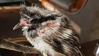How to care for a baby bulbul 11 tips !!