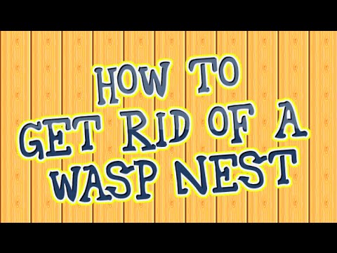 How Get Rid Of Wasp Nests - Home Remedy - YouTube