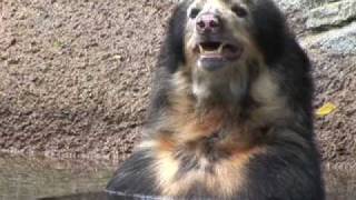 Spectacled Bear Pair  Meet Willie and Pattie, Houston Zoo's Spectacled Bears