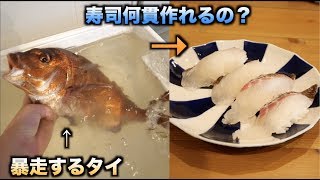大暴走！！1.5kgのタイ一匹で寿司何貫握れるの？