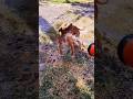 Max очень любит купаца каждй день... #shortvideo #pitbull #short #shorts