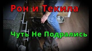 Рон И Текила Чуть Не Подрались. Жизнь Питбулей