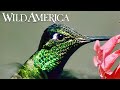 Wild America | S2 E5 Feathered Jewels | Full Episode HD