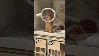 Ce chaton attendait qu’on l’adopte… mais personne n’est venu 💔 #shorts Ce chaton attendait qu’on l’adopte… mais personne n’est venu 💔 #shorts