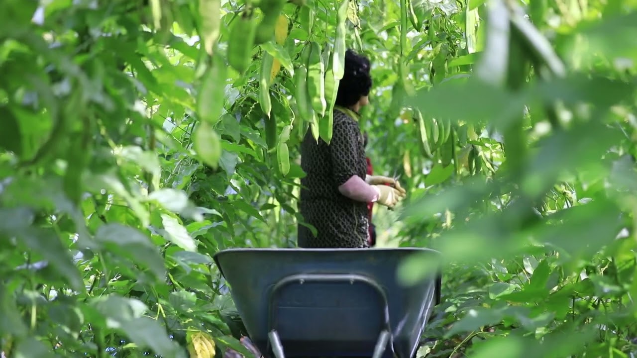 [kim_paint_man]외주 영상 촬영 작두콩 농장 YouTube