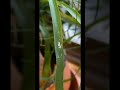 Lost Coast Plant Therapy Review & Testimonial