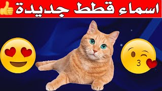 اسماء قطط جميلة جدا 2021|اسماء قطط ذكور واناث جديدة
