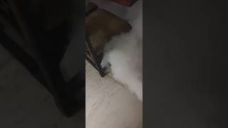 fogging to mosquito control