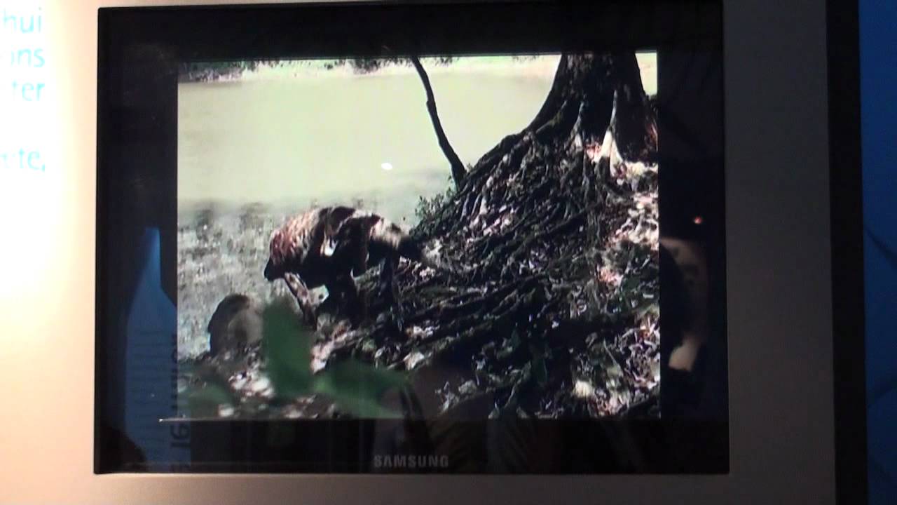 Centre d'Interpretation des mammiferes marins.mpg