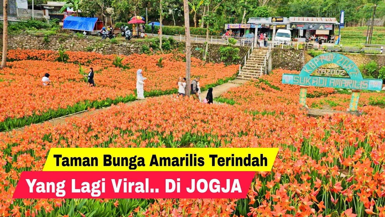 Menuju Taman Bunga Amarilis Yang Lagi Viral Di Gunungkidul Yogyakarta | Wisata Jogja Terbaru