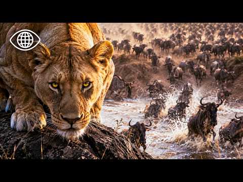 Wild Africa: 3 Million Animals Facing the Laws of the Savannah ⎮Wildlife Documentary⎮BF
