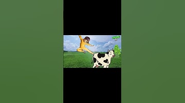 ĐI CHĂN BÒ CẦM CÂY ROI THẬT TO P2 #dingdingtv #haihuoc #giaitri #cheems #meme #nhacche