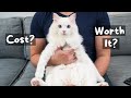 How to Find the Best Pet Insurance for Cats and Dogs | The Cat Butler