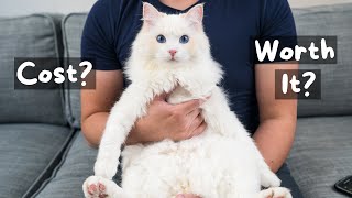 How to Find the Best Pet Insurance for Cats and Dogs | The Cat Butler