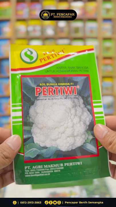 Benih kol bunga pertiwi #benihunggul #pertanian #panenmelimpah #agrikultur #berkebun #tokopedia