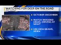Warning to drivers ahead of peak deer season