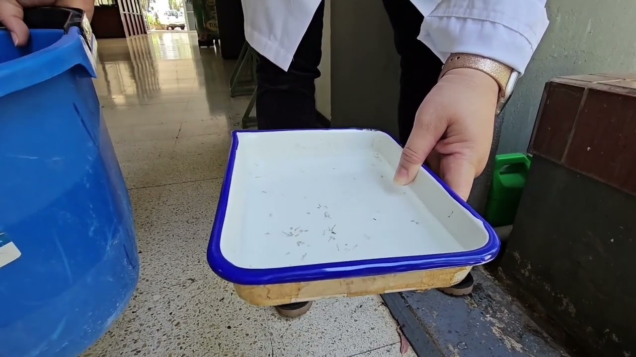 Identificar, eliminar y reportar criaderos del mosquito Aedes aegypti
