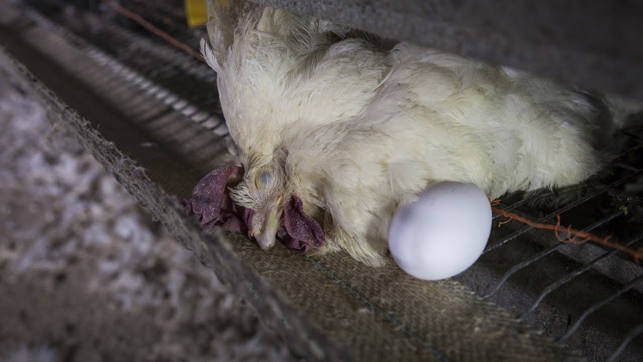 Nuova inchiesta su galline ovaiole allevate in gabbia • Legambiente