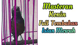Masteran Konin Full Tembakan dan Isian Mewah || Situs Kicau