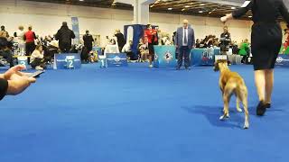 World Dog Show 2024 - FCI Group 10 Whippet Zagreb 25 04 2024