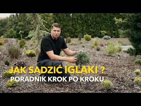 Wideo: Jak sadzić ogród iglasty?