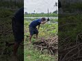 Land processing techniques in the village -Agriculture farming #shorts