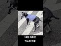 어르신 동네 마실패션#안티에이징비결#역노화#슈나할배#16살고령견거강케어#노견건강#잘살개모델#건강하게