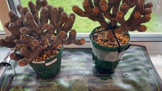GARDENING】ユーフォルビア・ギラウミニアナの発根管理してみた