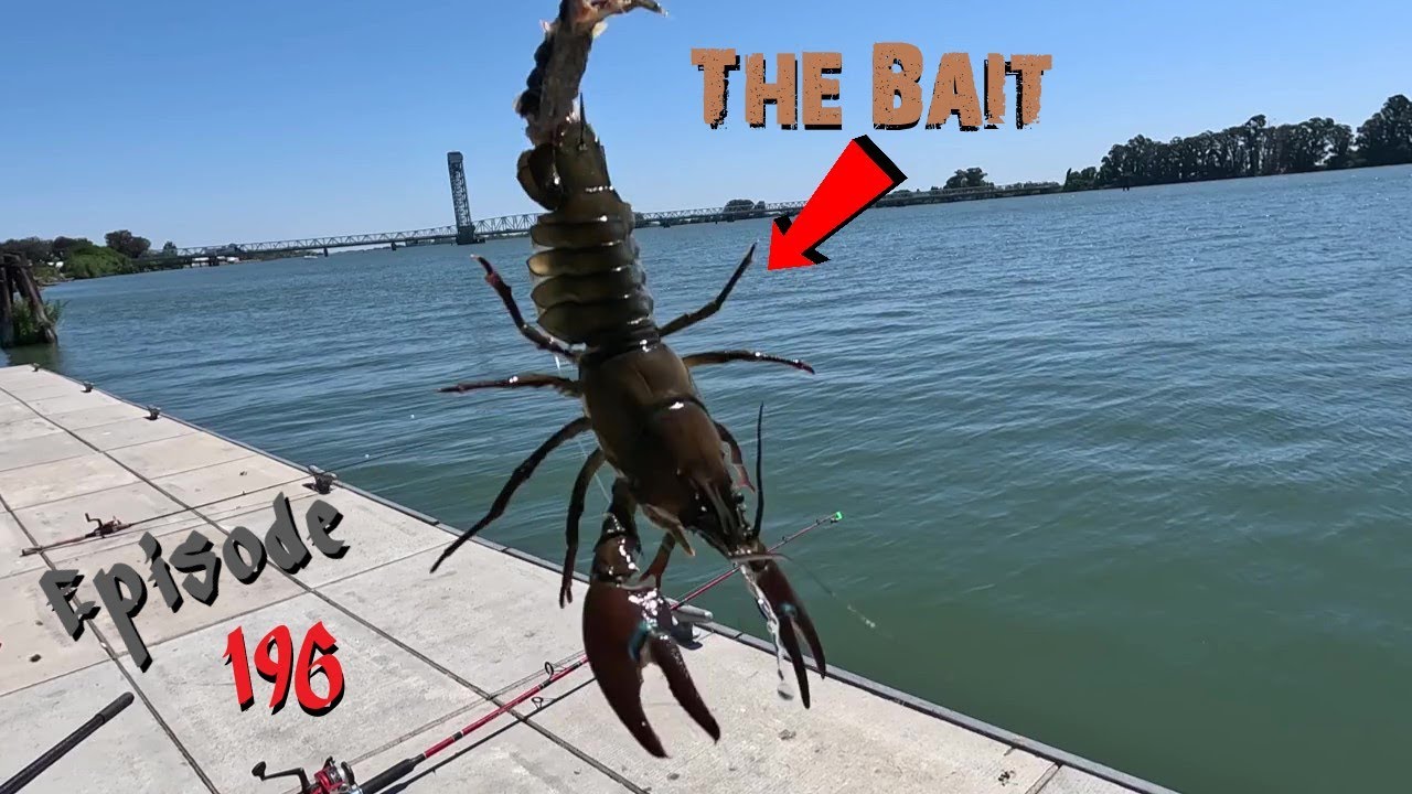 Striper Fishing Rio Vista Sacramento River! Main Delta Channel! YouTube