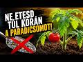 A Paradicsom Első Tápoldatozása A Hiba Amit Szinte Mindenki Elkövet 