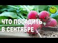 БЕГОМ САЖАТЬ! ЧТО МОЖНО ПОСАДИТЬ В СЕНТЯБРЕ и успеть собрать урожай до снега