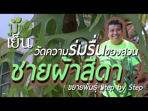 วีดีโอ: การดูแลเฟิร์นเขากวาง - วิธีปลูกต้นเขากวางในร่มและในสวน